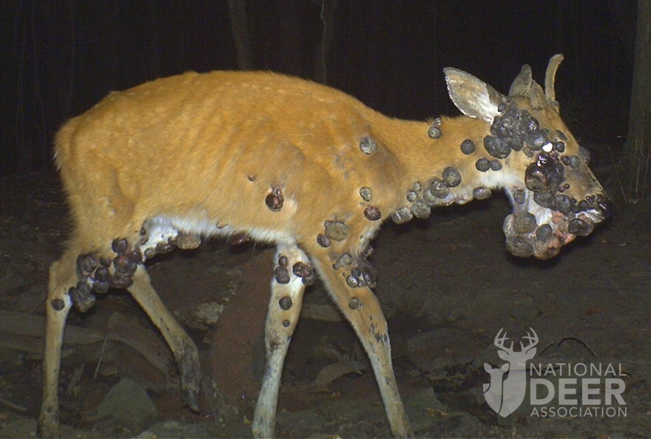 Ciervo caminando desorientado en campo abierto debido a la enfermedad priónica crónica.