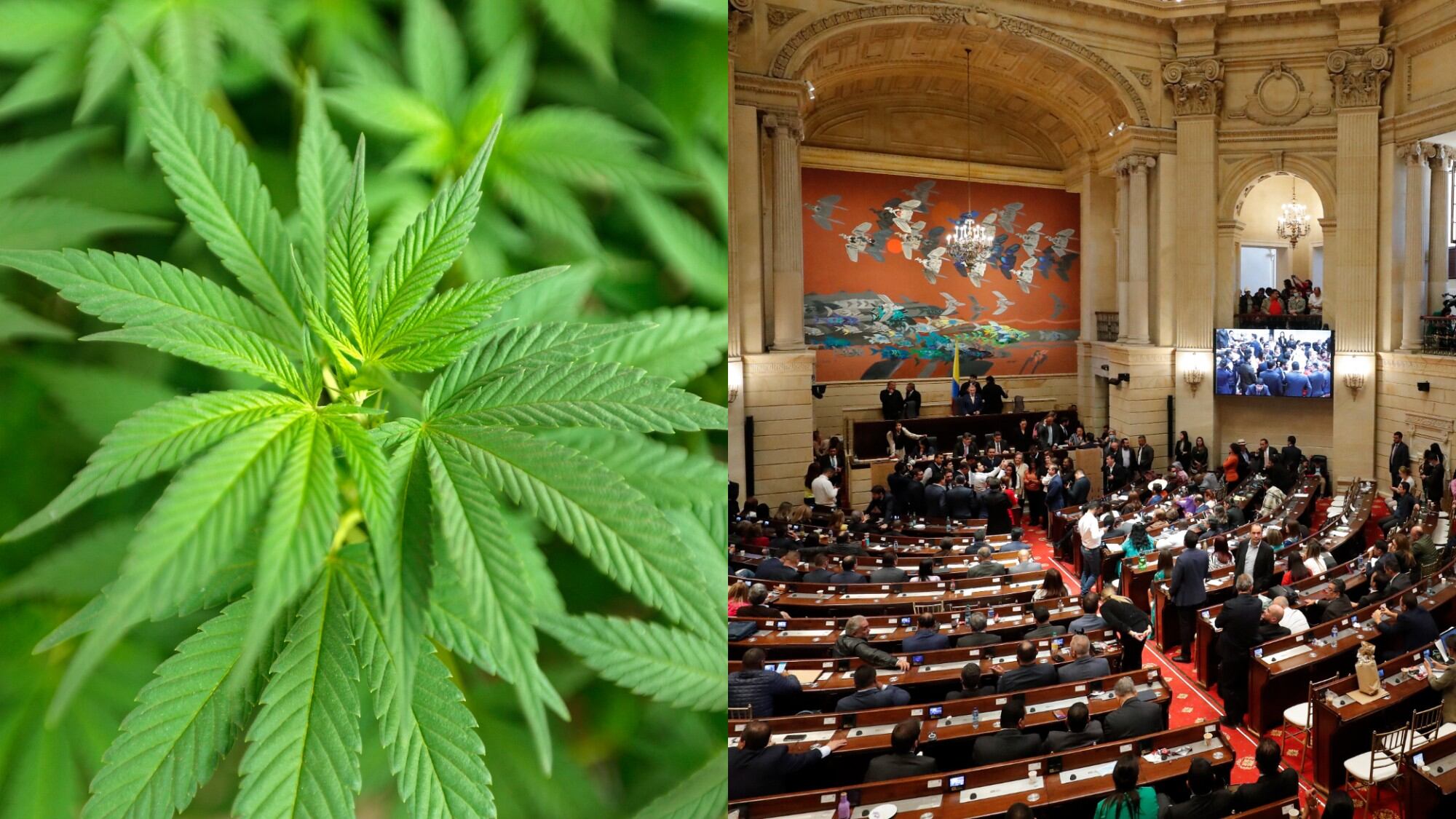 Así va el proyecto de legalización del cannabis de uso adulto.