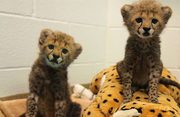 Los cachorros guepardo Winspear y Kamau posan recién nacidos en el zoológico de Dallas, Estados Unidos. (AP)