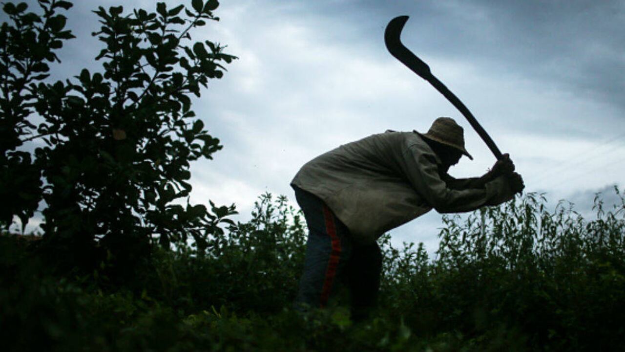 Foto: Campesinos/Getty.