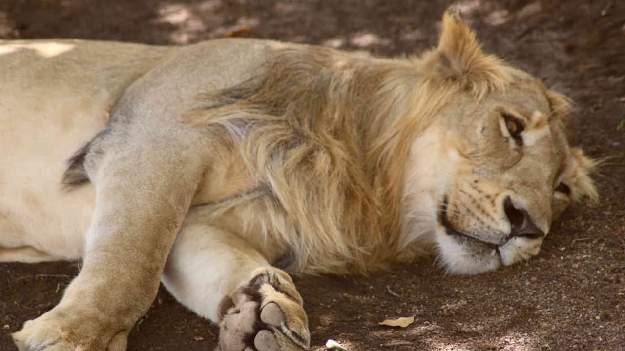 Los leones asiáticos se encuentran ahora amenazados por una enfermedad. Foto: León asiático. Foto: jcmenon / Pixabay