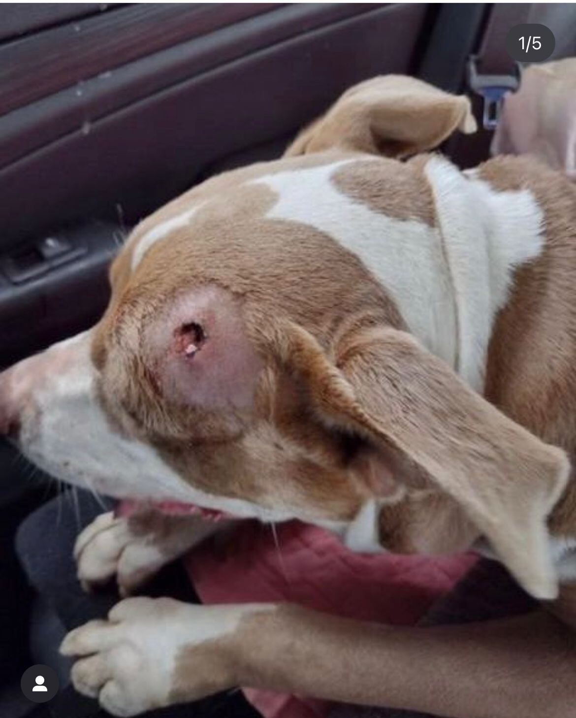 Nuevo caso de maltrato animal en Estados Unidos