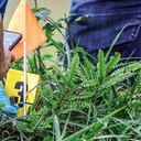 Una de las principales razones por las que son asesinados los líderes sociales es porque se niegan a ayudar a los negocios ilícitos de los grupos armados.