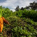 Agricultura, cultivos
Sector agricola