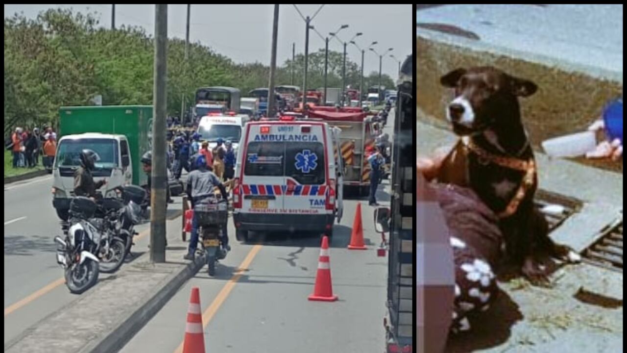 Mujer pierde la vida en un accidente de tránsito en Medellín y su perrita siempre la acompañó