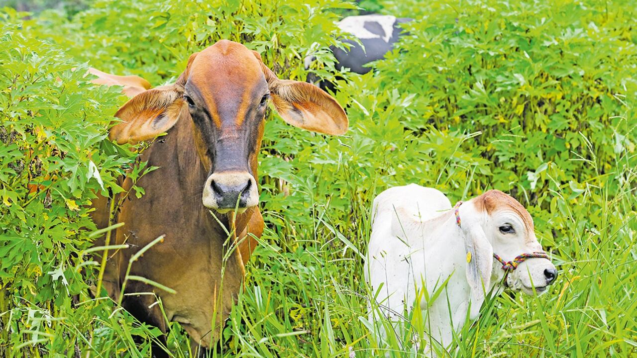 De acuerdo con expertos, Colombia podría convertirse en un gran exportador si fortalece sus políticas de crédito y capacitación.