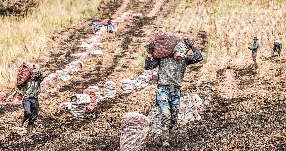 La producción del campo en Colombia no es tan grande como para abastecer.