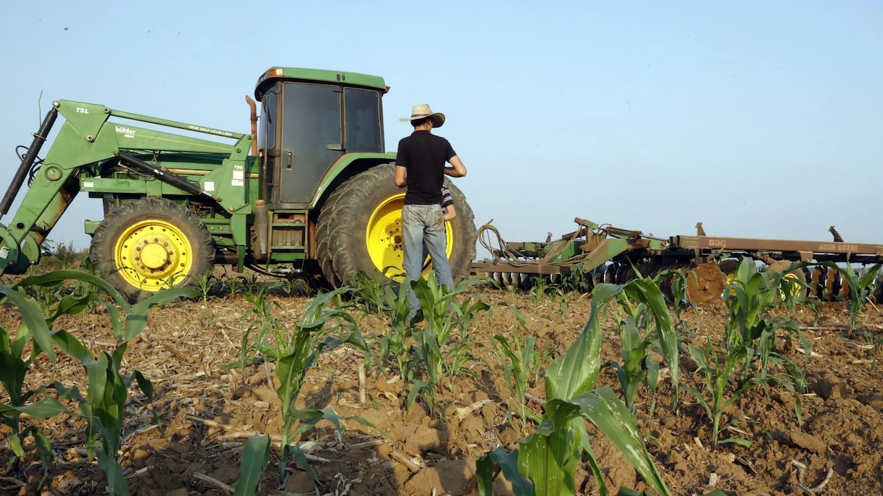 Cultivo de menonitas en Perú