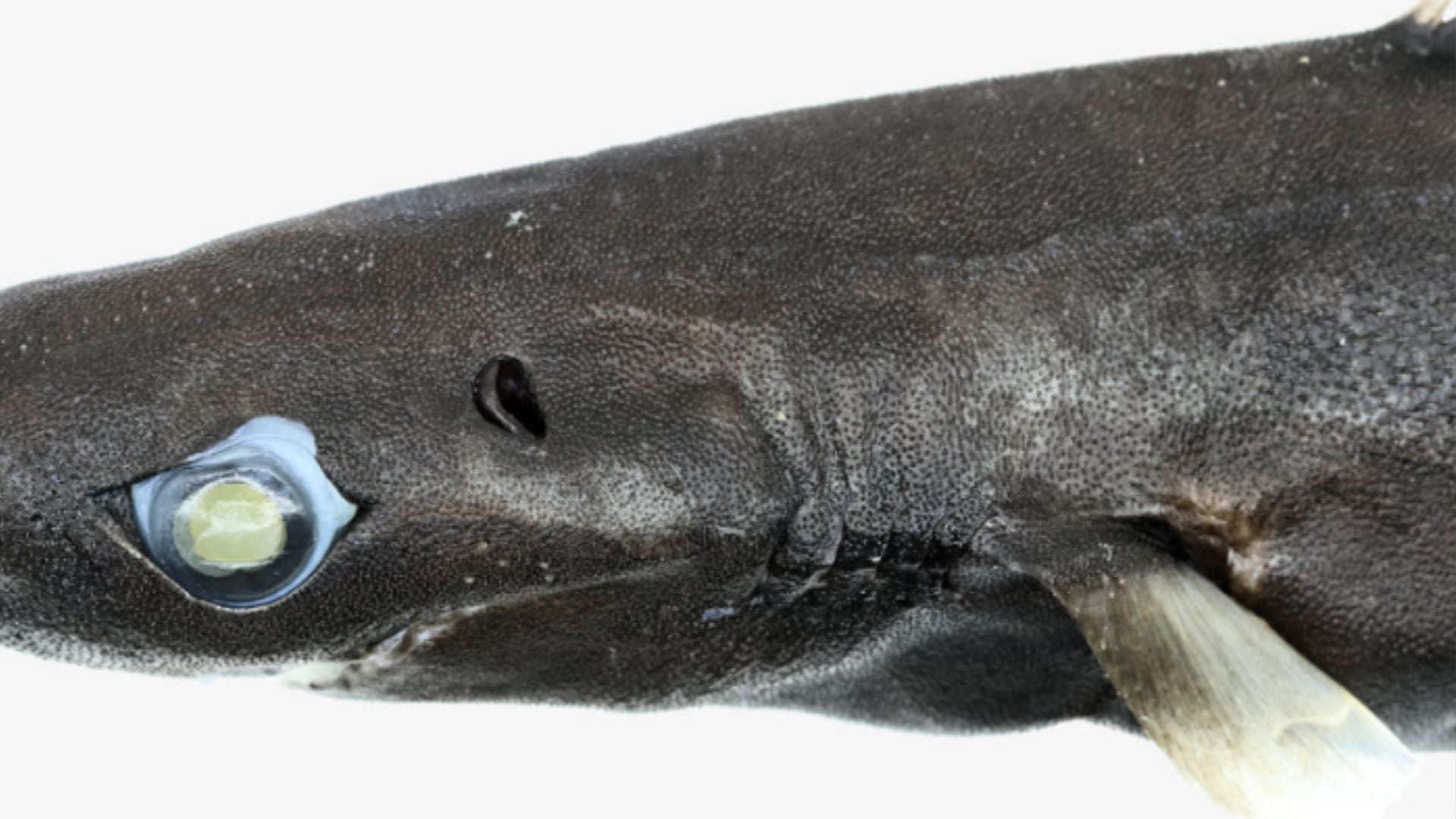 Etmopterus bulbosus, tiburón linterna.