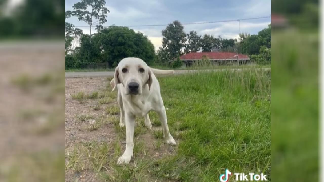 La joven peruana explicó las razones que llevaron a revisar el video de vigilancia y despejar dudas sobre una de sus mascotas.