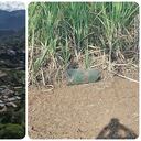 Ataque en Suárez, Cauca