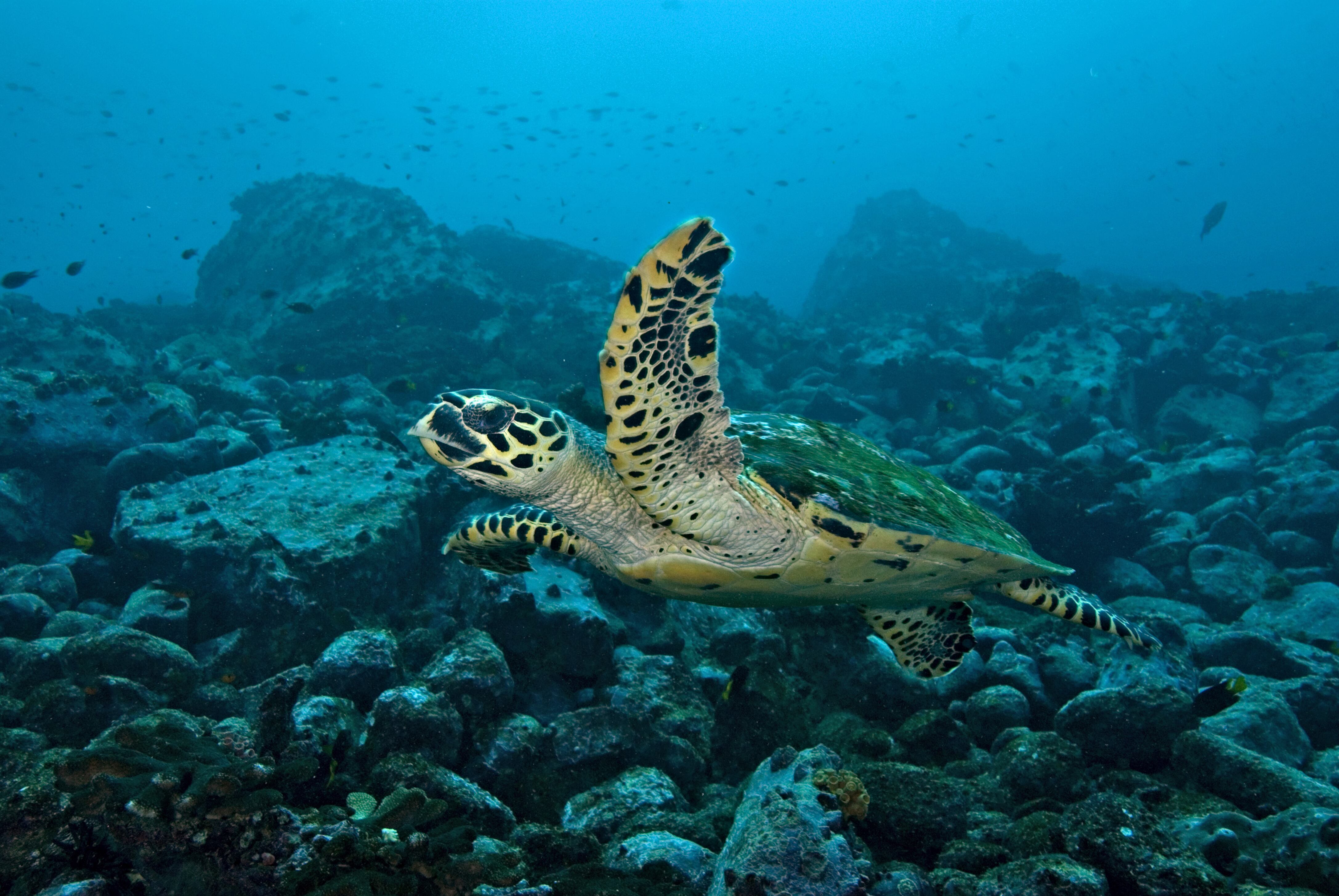 Isla de Malpelo (Foto Getty)