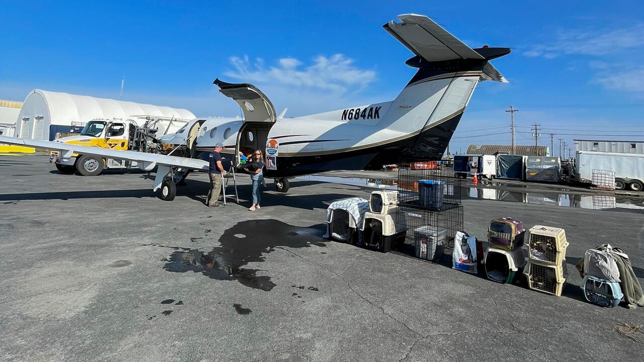Trabajando junto al personal de Veterinarios Din Fronteras en Canadá, de la Sociedad para la Prevención de la Crueldad Animal y funcionarios locales, Michelle Tuma y otros han estado muy ocupados ayudando a salvar, trasladar y cuidar a mascotas mientras los bomberos luchan por controlar las llamas. (Michelle Tuma/Veterinarios Sin Fronteras vía AP)
