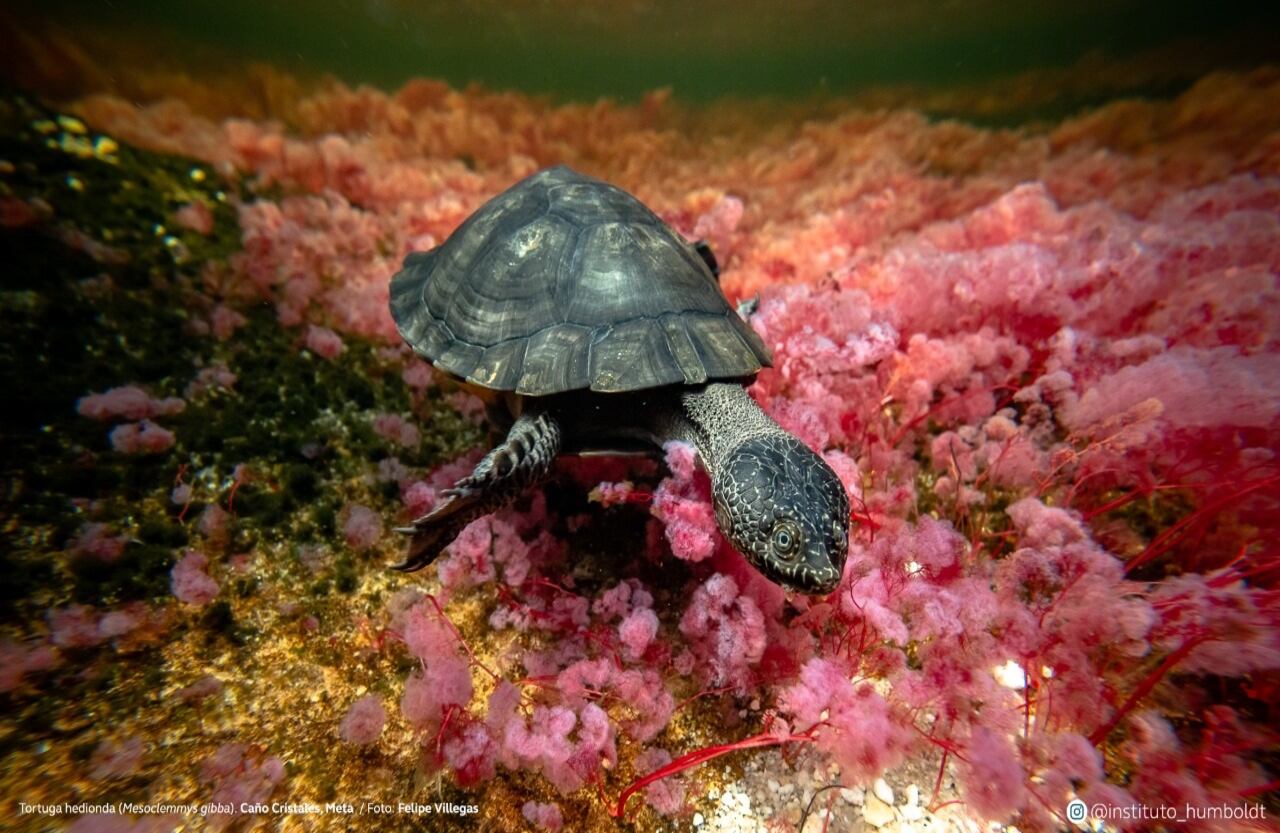 Tortuga hedionda (Mesoclemmys gibba). Caño Cristales, Meta