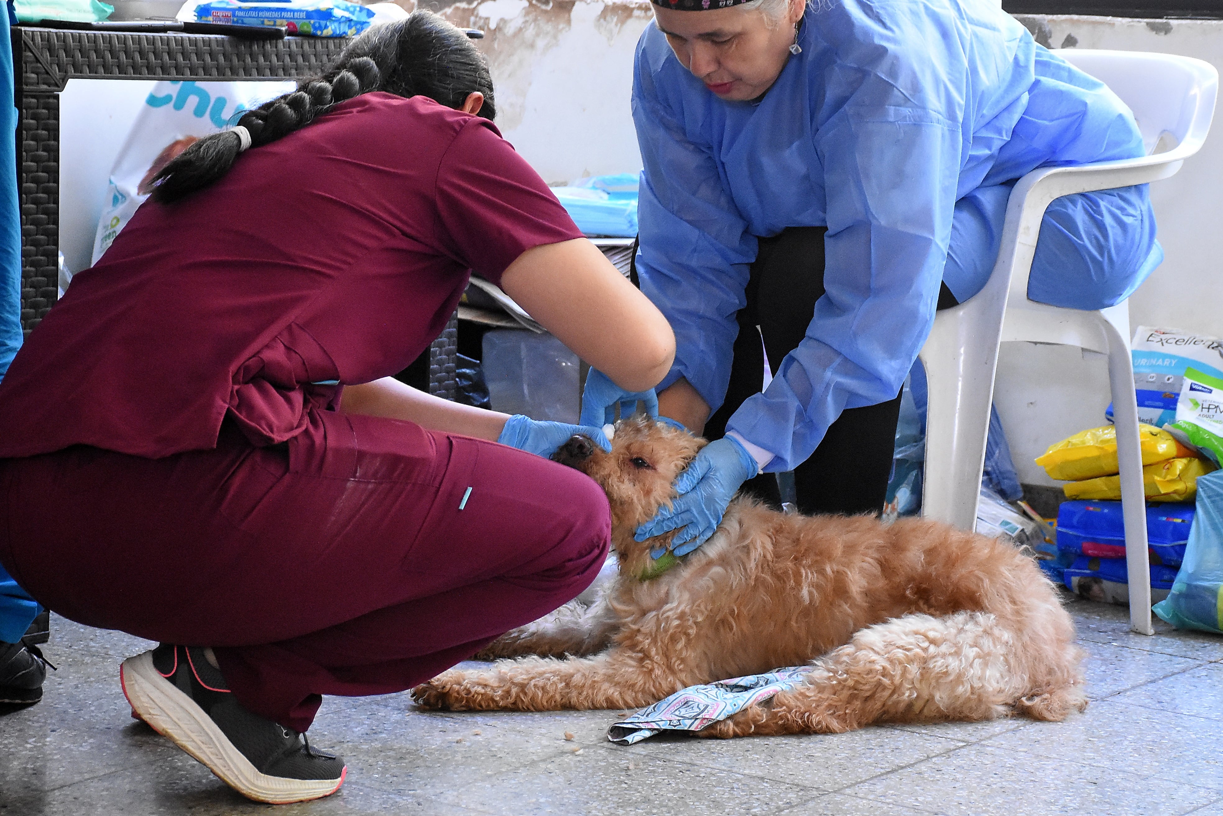 Mascotas Afectadas por Terremoto Centro de Bienestar Animal