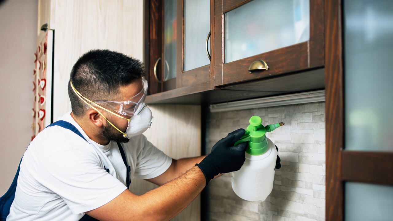 Las cucarachas se han adaptado para sobrevivir en una variedad de entornos.