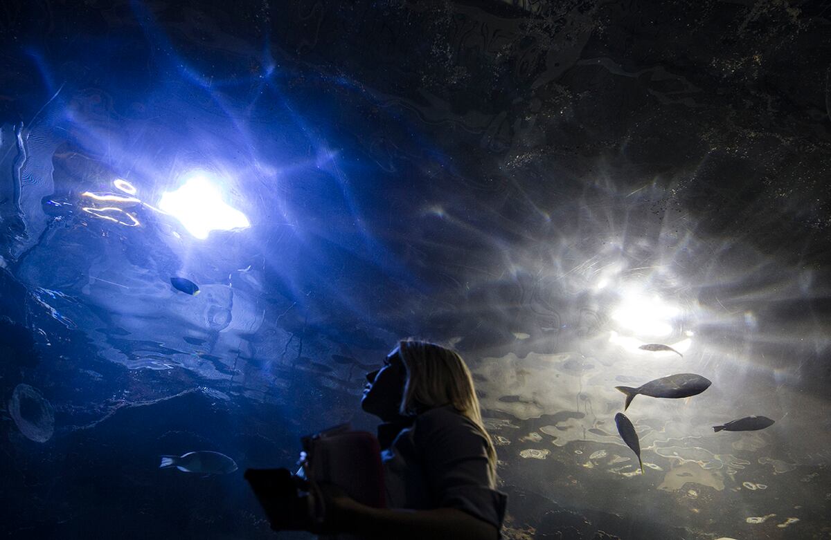 Una mujer pasa por un túnel sumergido en el acuario de Newport, Estados Unidos. (AP/John Minchillo)
