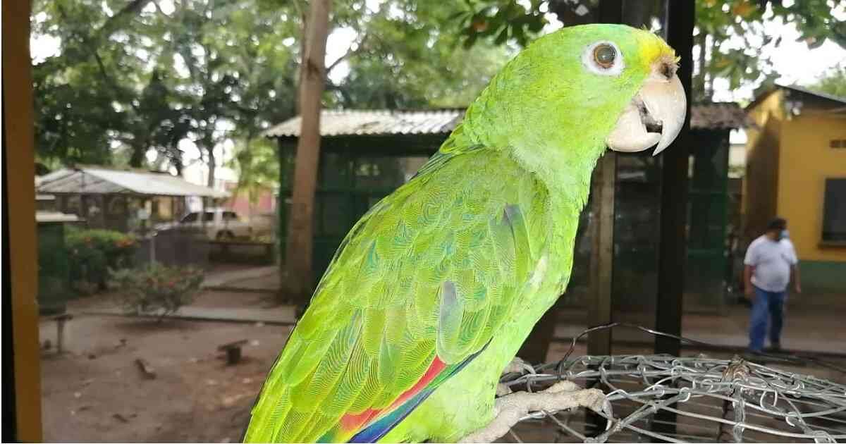 El tráfico de fauna es una de las principales problemáticas a las que se enfrentan los animales silvestres. Foto: Asocars. 