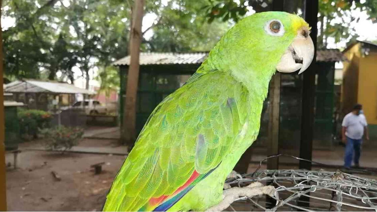 El tráfico de fauna es una de las principales problemáticas a las que se enfrentan los animales silvestres. Foto: Asocars.