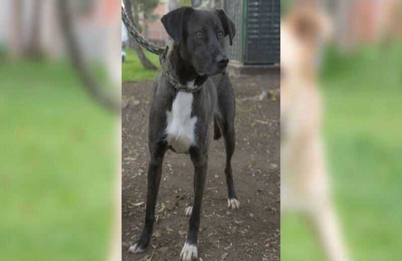 Luna: criolla de 18 meses. Es el animal que más tiempo lleva en el programa de adopción esperando un hogar que lo acoja y le brinde amor; es muy activa, juguetona,  confiable, inteligente puede convivir con familias que tengan niños por su temperamento amable y confiable.