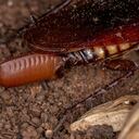 Estos huevos tienen ciertas características que les ayudan a sobrevivir.