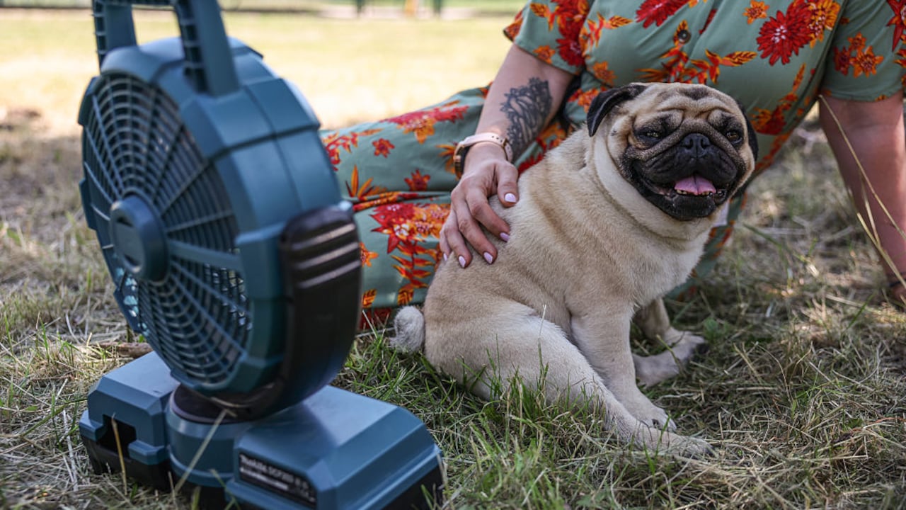 Ocho formas de ayudar a los perros durante una ola de calor.