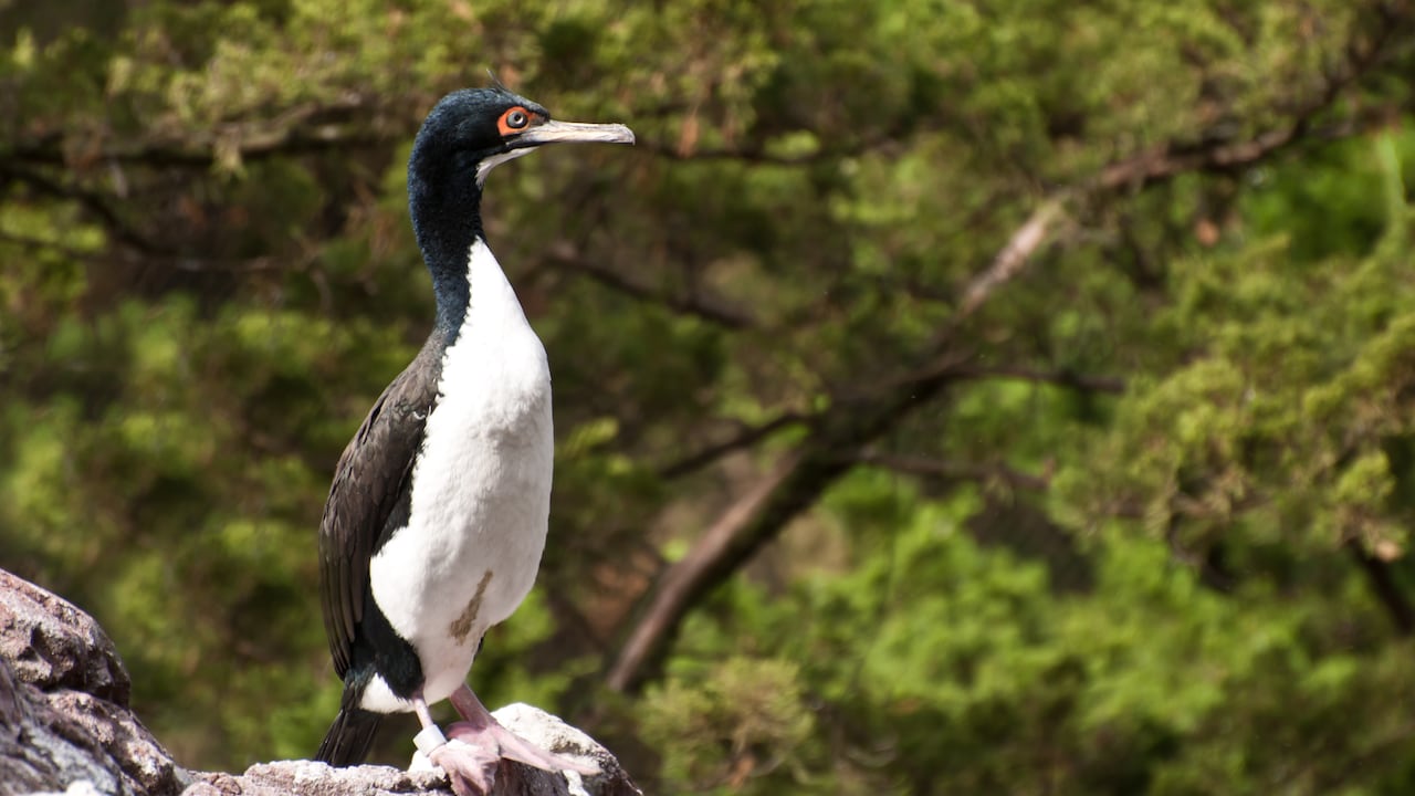 cormoranes guanay