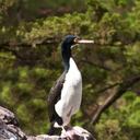 A Guanay Cormorant perched on a rock.