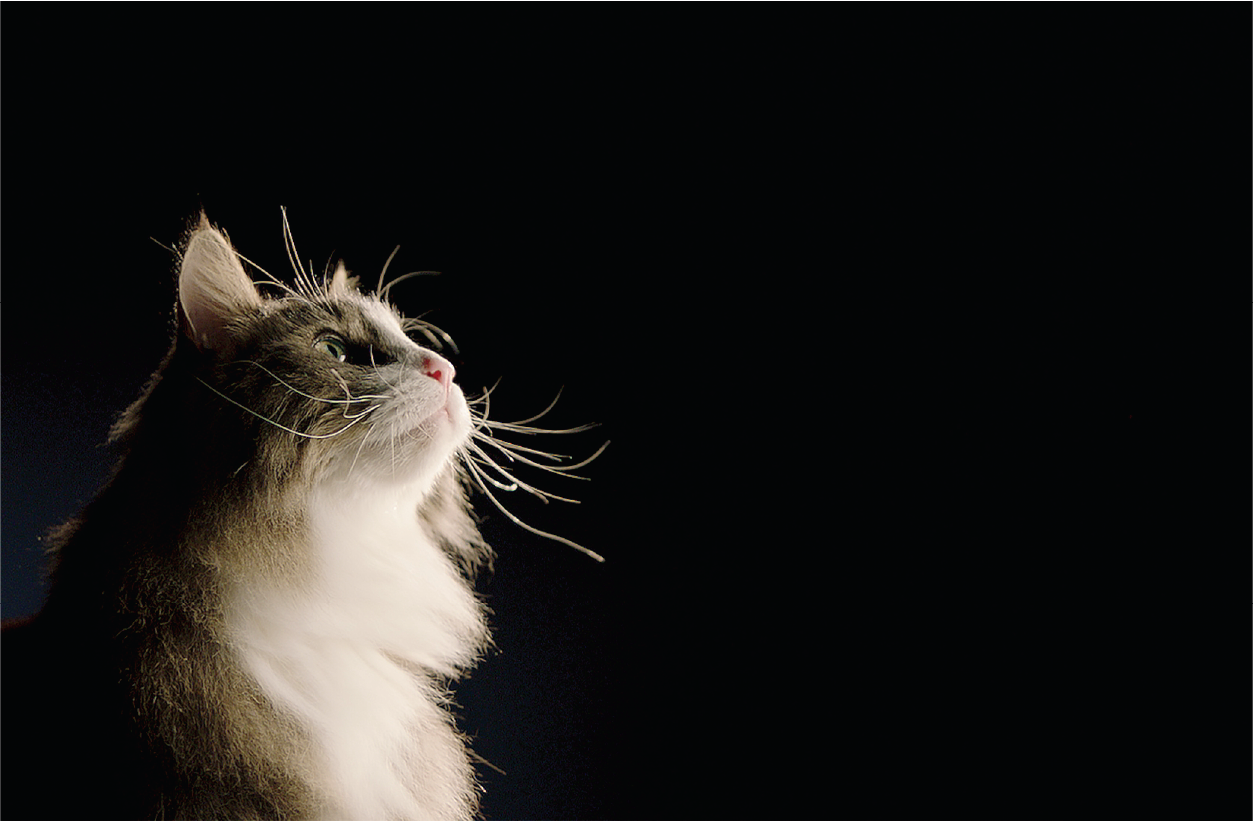 Fórmulas más avanzadas, uso de tecnologías diferenciadoras, un fuerte soporte científico y uso de carne magra como principal ingrediente, las características que definen un buen alimento para las mascotas.