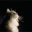 Fórmulas más avanzadas, uso de tecnologías diferenciadoras, un fuerte soporte científico y uso de carne magra como principal ingrediente, las características que definen un buen alimento para las mascotas.