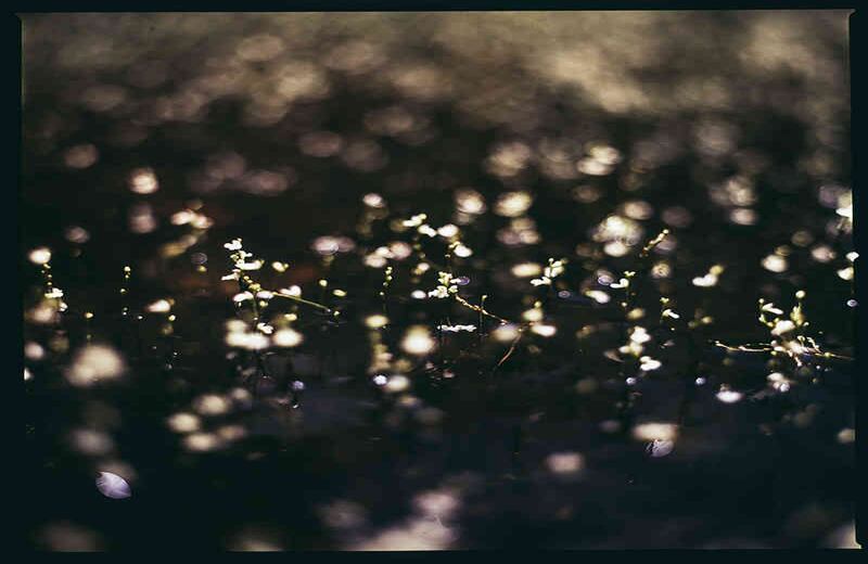 'Caño Cristales', Carlos Saavedra.