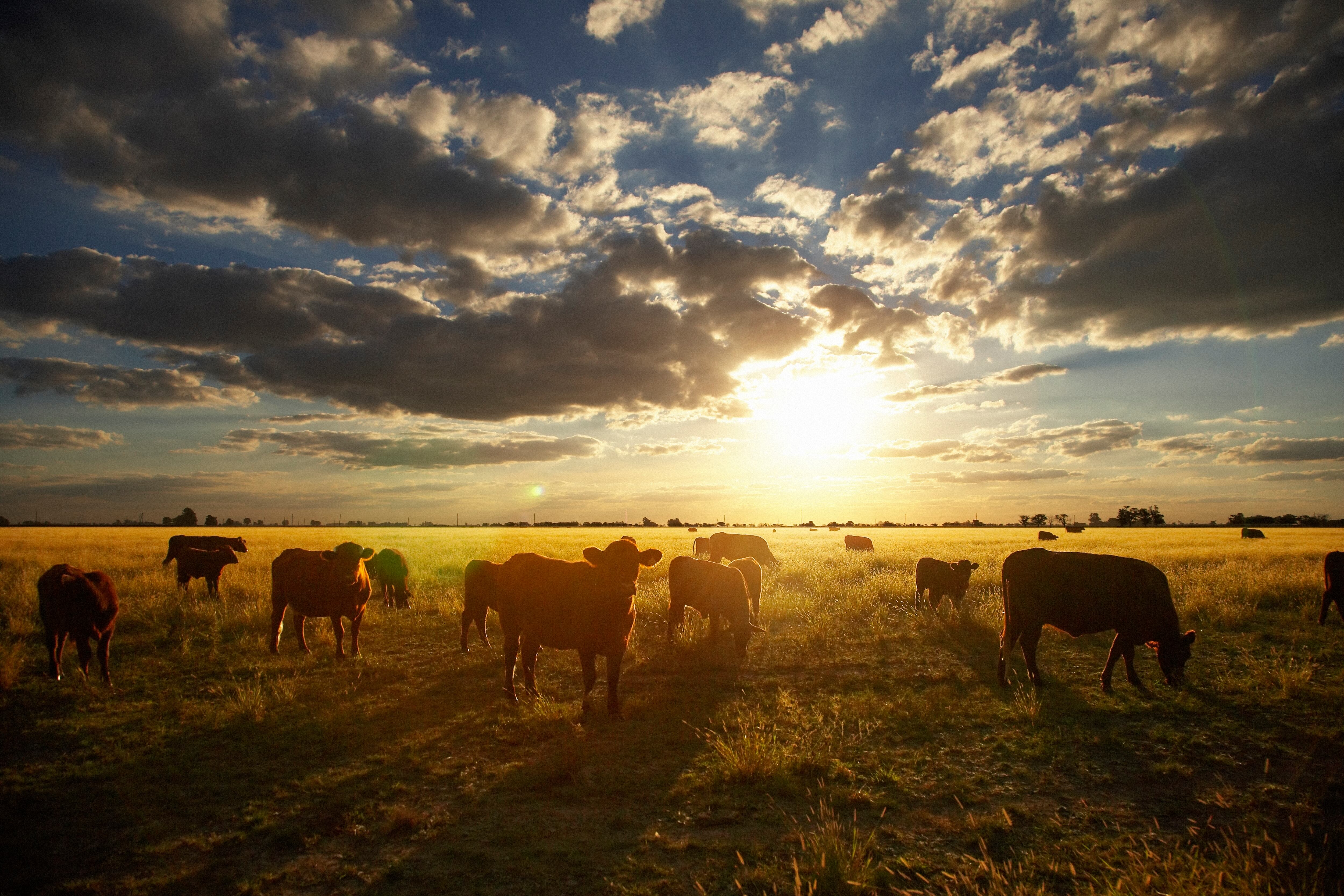 Ganado -foto referencial