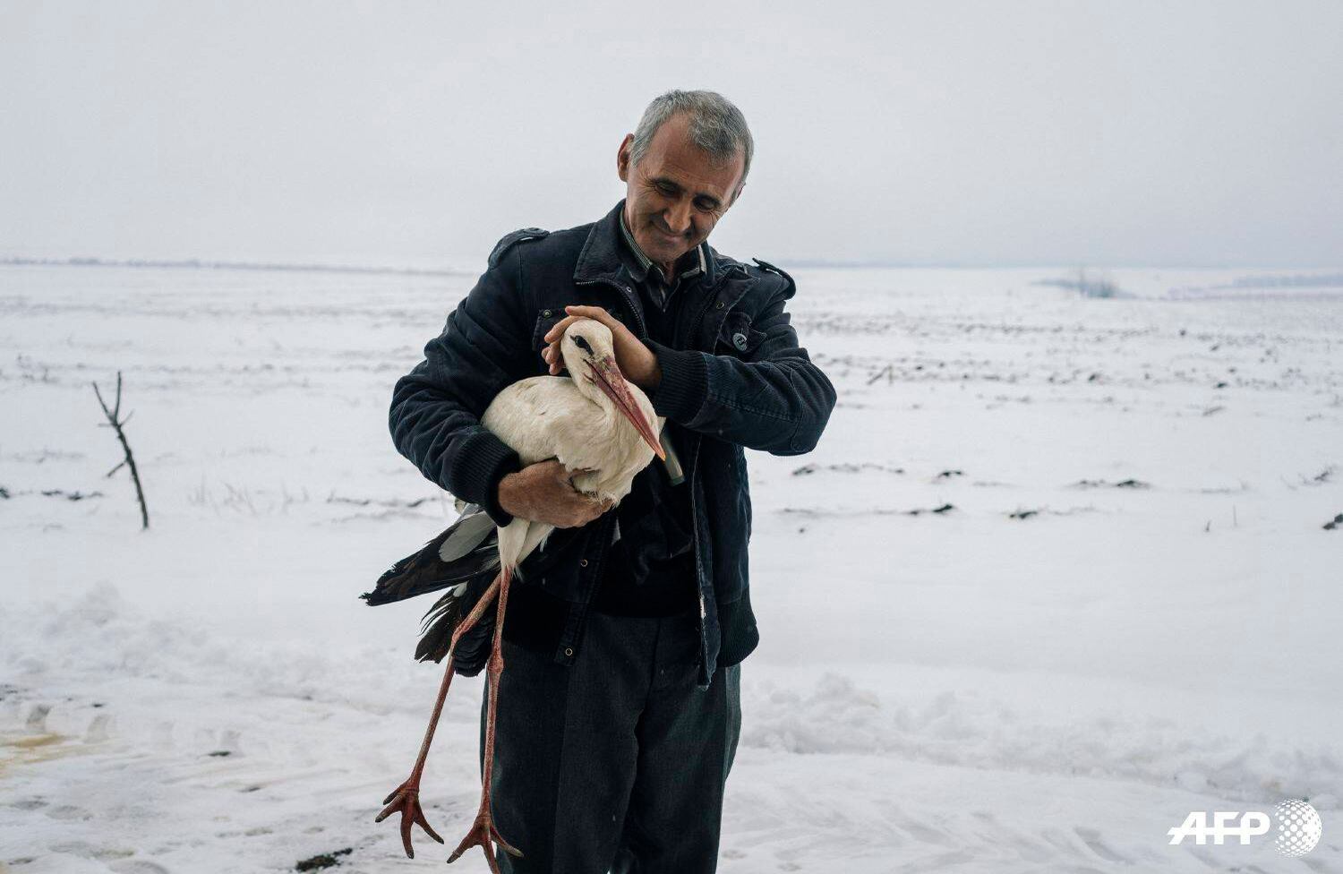 Safet Halil, sostiene una cigüeña en el patio trasero de su granja en la aldea de Zaritsa. "Encontré cinco cigüeñas congeladas cerca de la carretera del pueblo. Las llevé a casa, encendí una estufa para calentarlas. El regreso del clima invernal, en el noreste de Bulgaria, atrapó a cientos de aves migratorias en una trampa de hielo a principios de esta semana, lo que provocó una sorprendente respuesta de muchos lugareños", dijo Halil. Dimitar DILKOFF / AFP