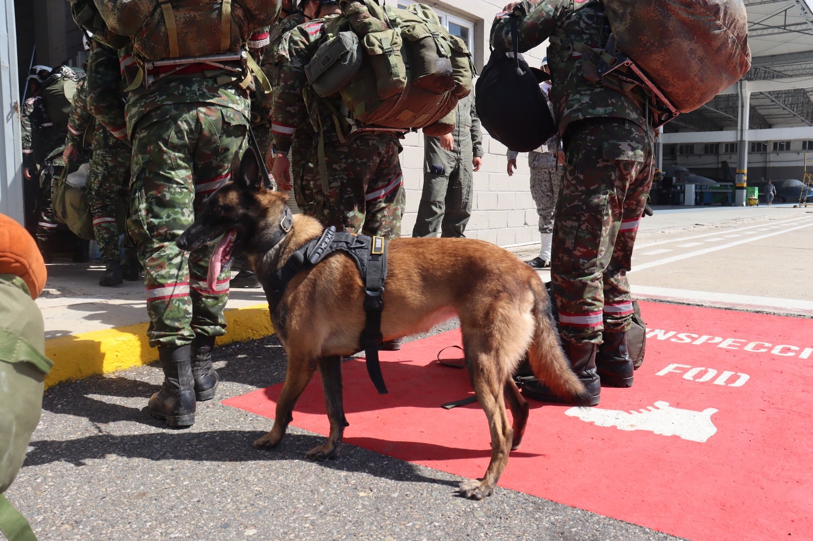 Perro del Ejército entrenado en la búsqueda de personas.