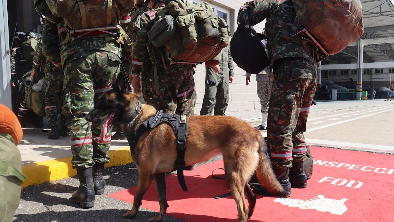 Perro del Ejército entrenado en la búsqueda de personas.