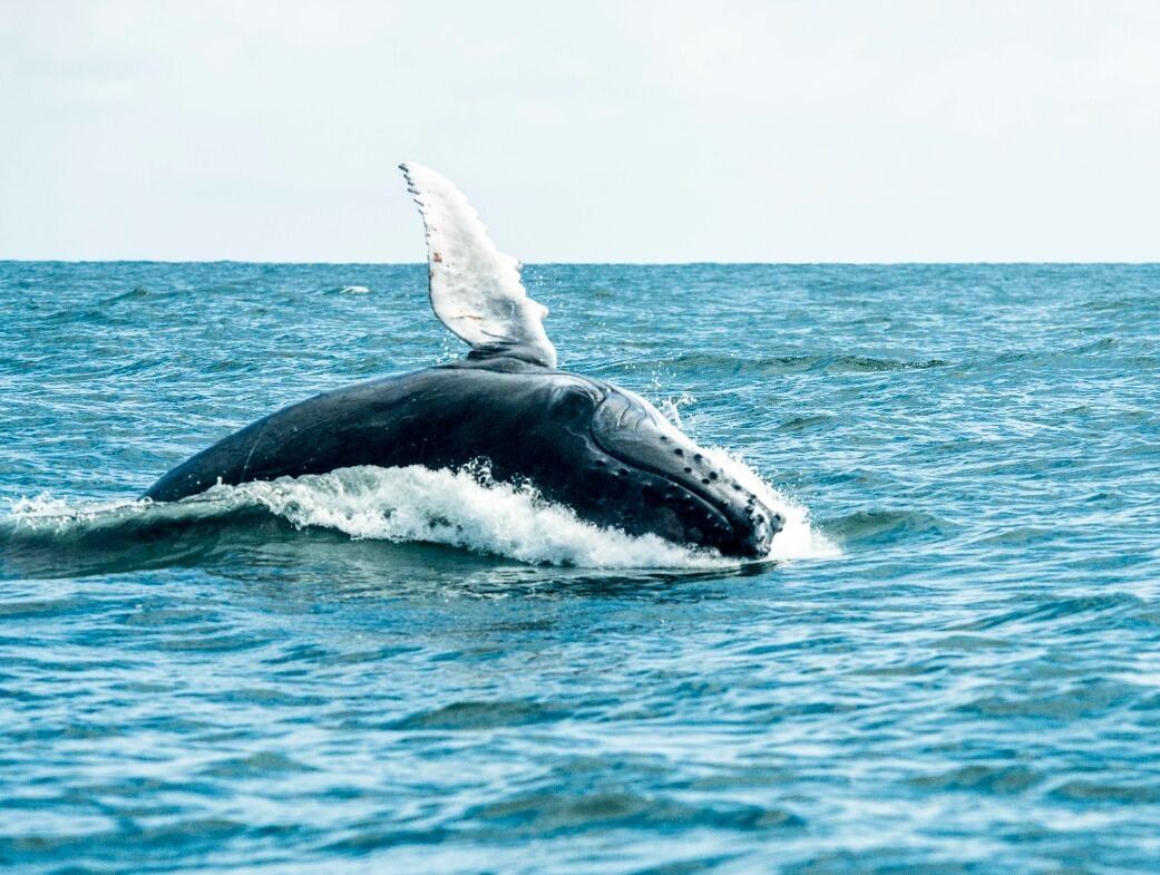 La temporada de ballenas finaliza en octubre. Foto: Cortesía Parques Nacionales Naturales
