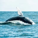 La temporada de ballenas finaliza en octubre. Foto: Cortesía Parques Nacionales Naturales