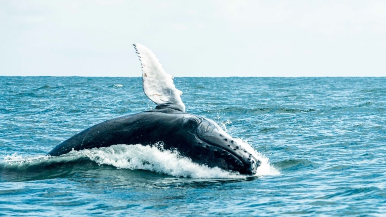 La temporada de ballenas finaliza en octubre. Foto: Cortesía Parques Nacionales Naturales