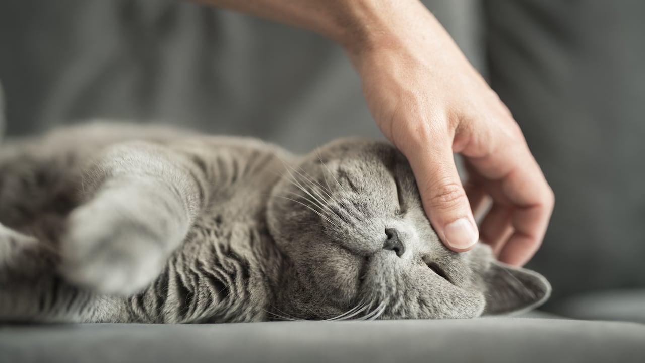 Primer plano de la mano de un hombre acariciando a su gato.