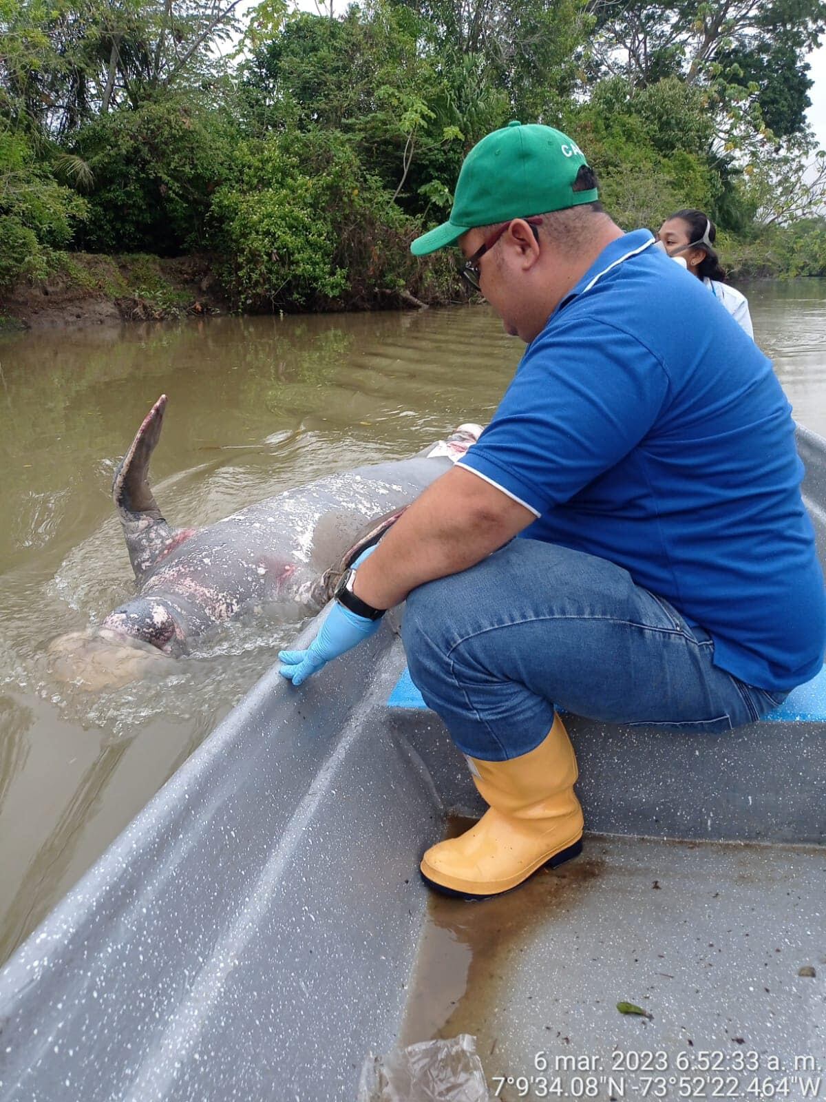 Manatí Antillano, es una hembra adulta de 3.20 metros de longitud.