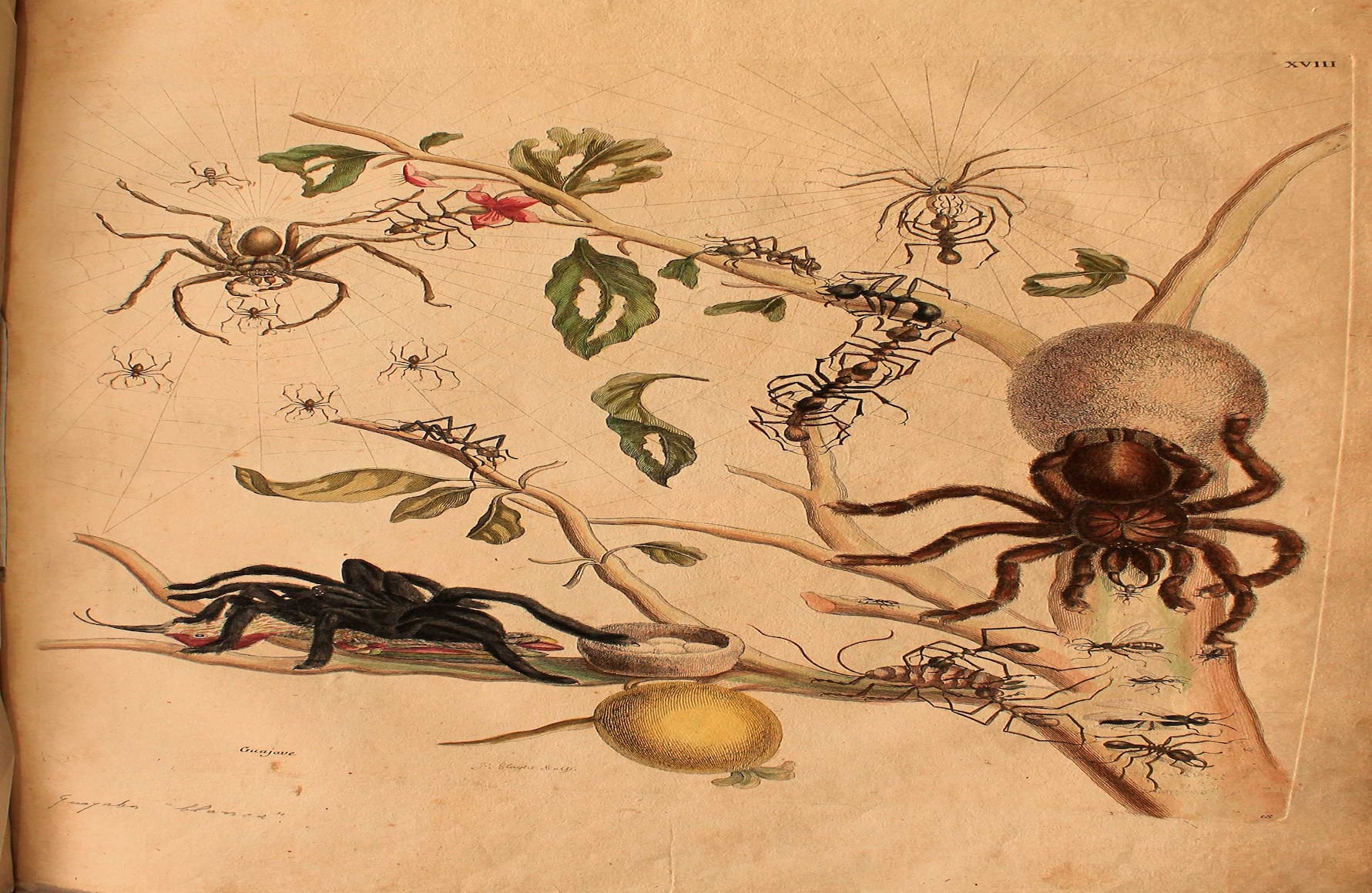 ‘Recueil des Plantes des Indes’ de la alemana María Sibilia Merano (1768). Foto: Álvaro Tavera.