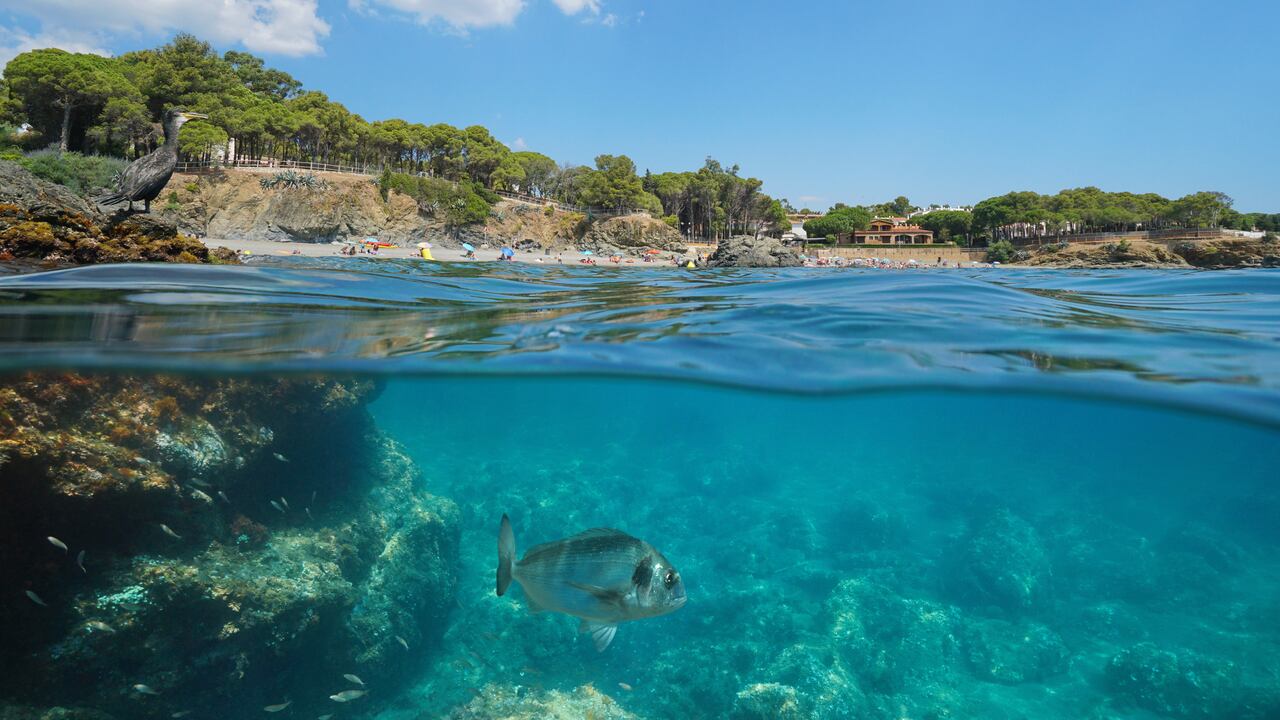 Spain coastline cormorant on rock fish underwater
