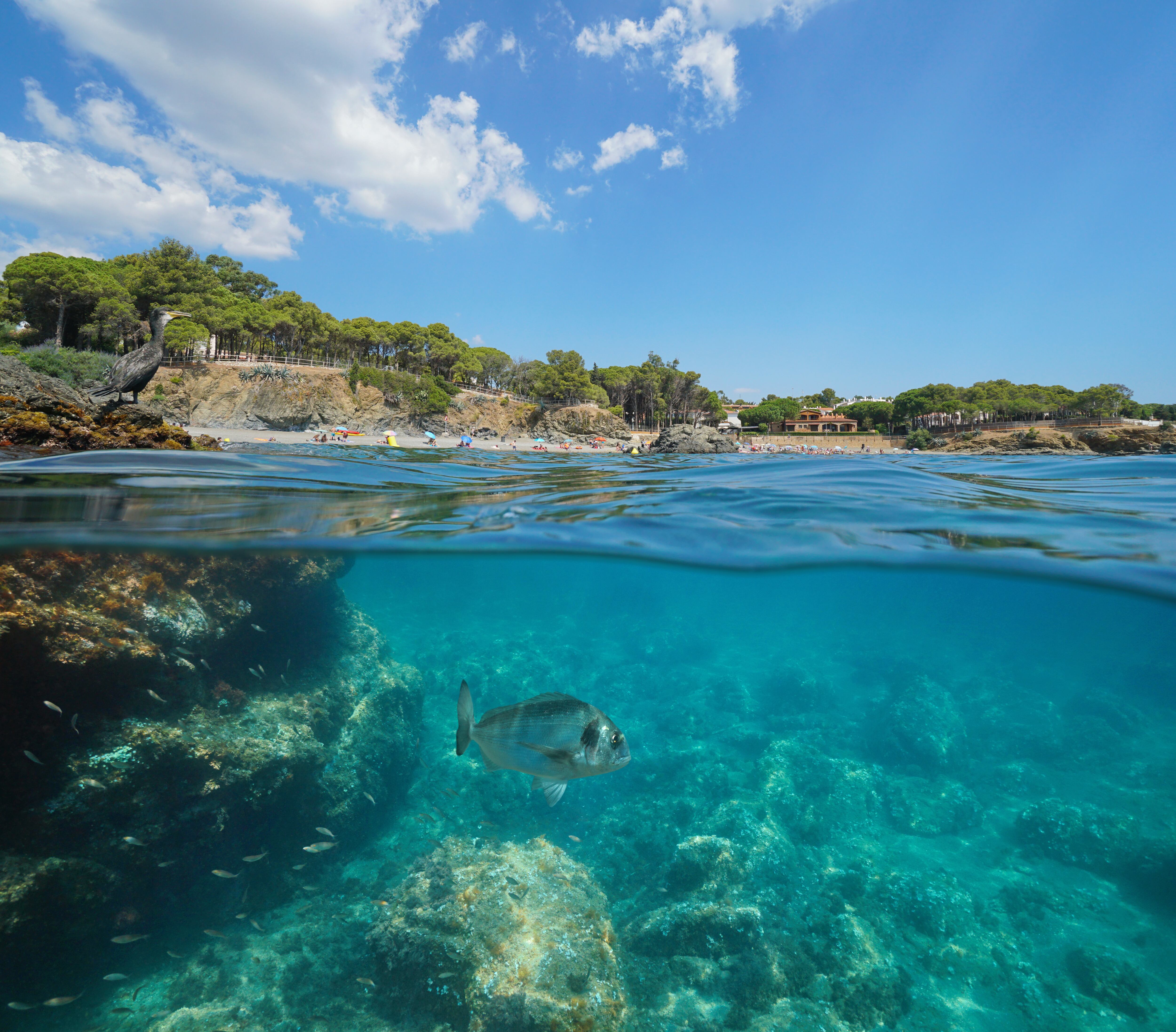 Spain coastline cormorant on rock fish underwater