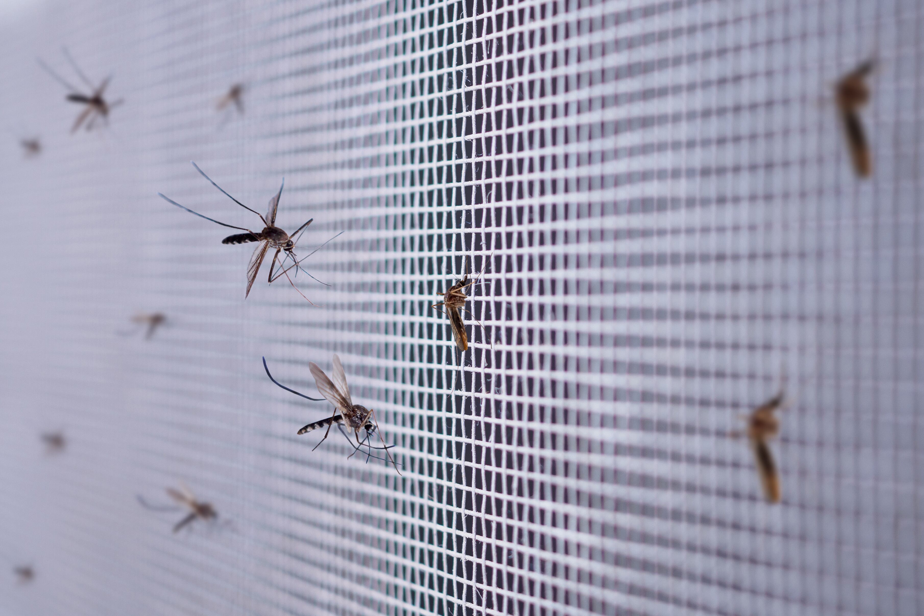 Los mosquitos pueden contribuir al desarrollo de enfermedades.