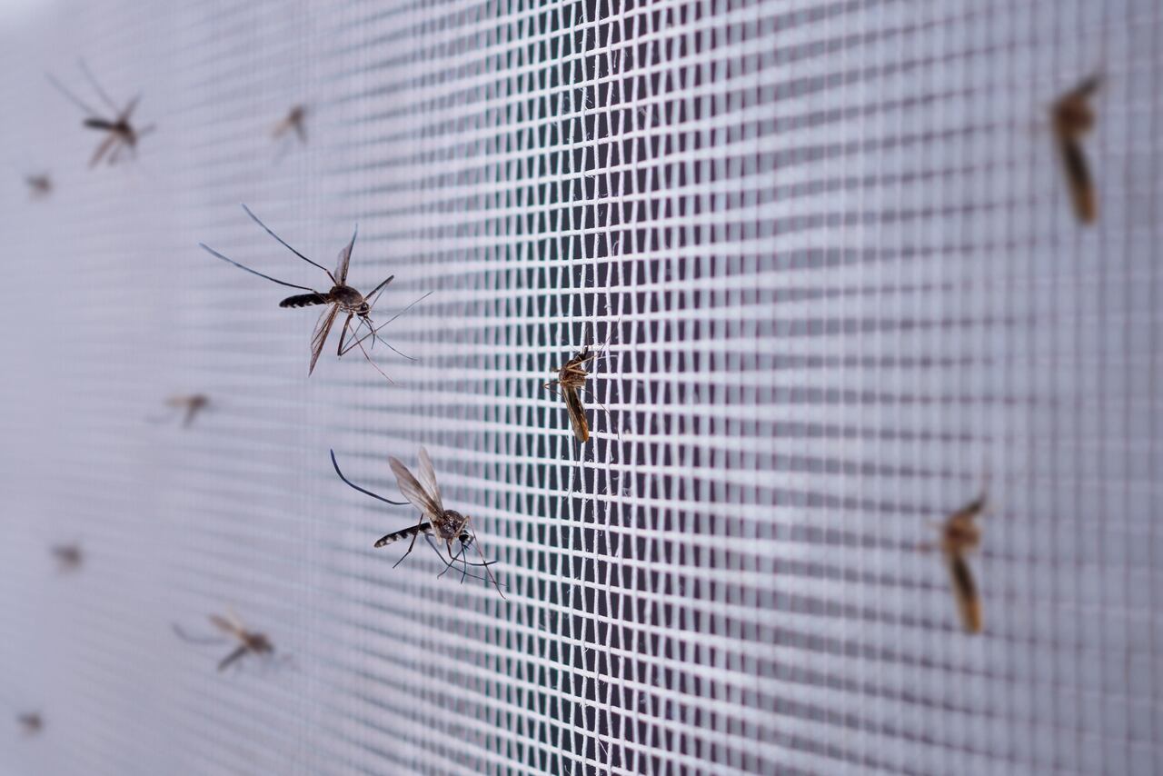 Los mosquitos pueden contribuir al desarrollo de enfermedades.