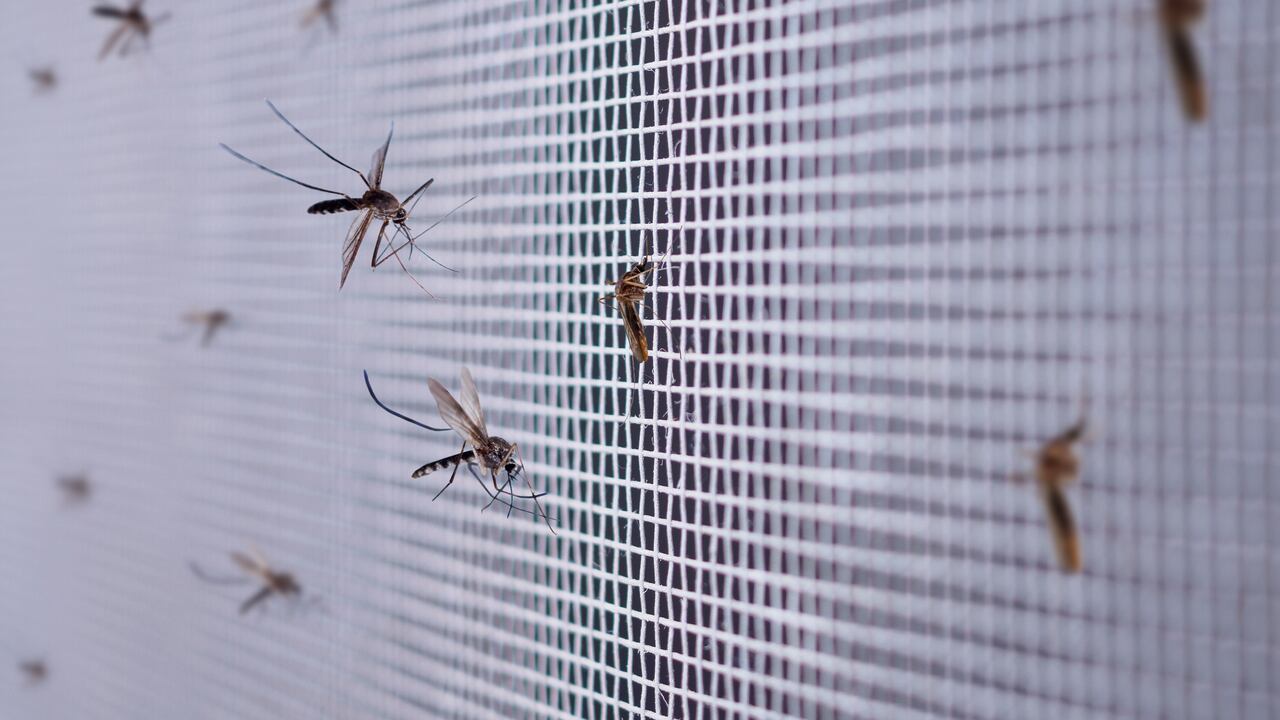 Los mosquitos pueden contribuir al desarrollo de enfermedades.