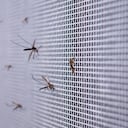Los mosquitos pueden contribuir al desarrollo de enfermedades.