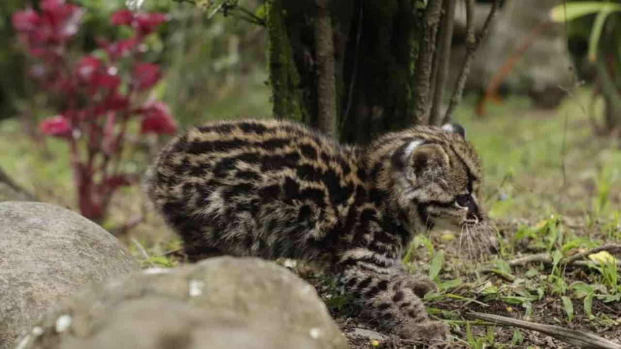 El ocelote, un felino de mediano tamaño, se encuentra distribuido en selvas de Centro y Suramérica.