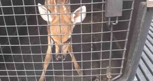 Este venado recién nacido fue rescatado en una vereda de Puerto López. Foto: Cormacarena.