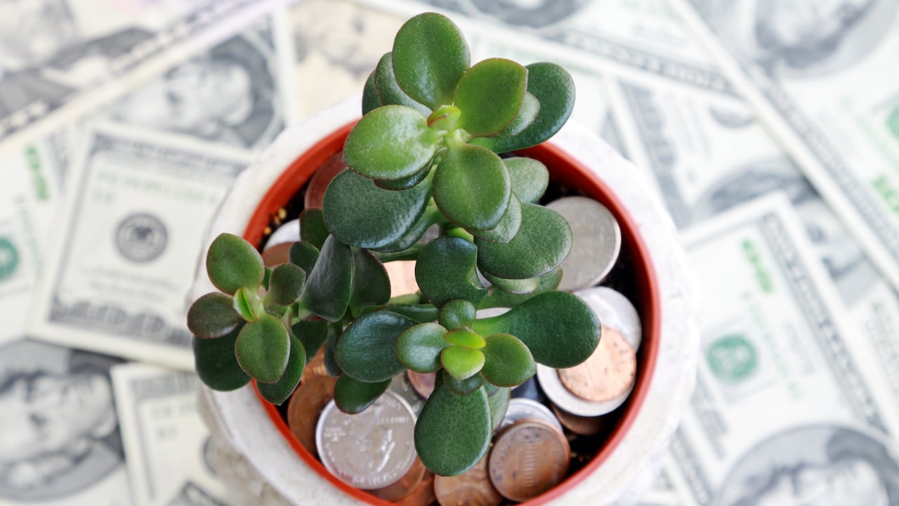 Esta planta es muy parecida al árbol de jade.